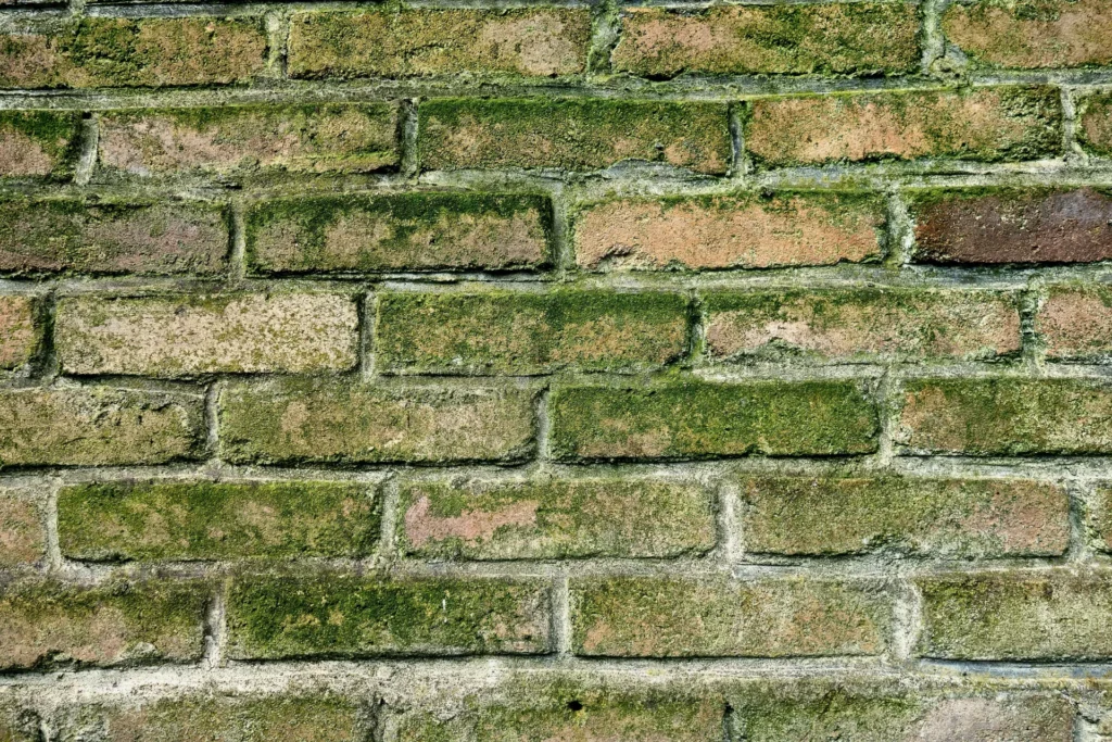 Schimmel op muur verwijderen: snelle en veilige aanpak