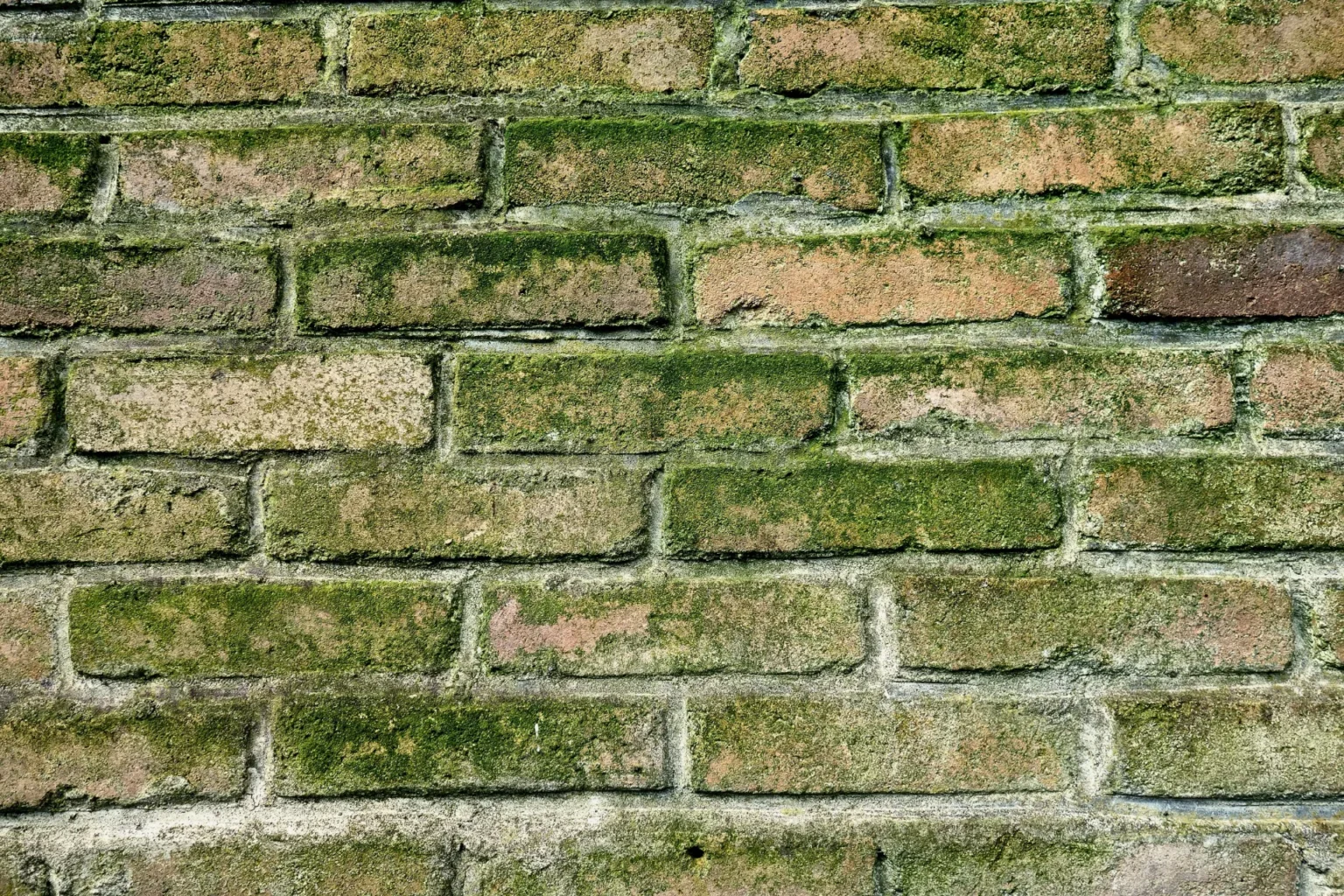 Schimmel op muur verwijderen: snelle en veilige aanpak